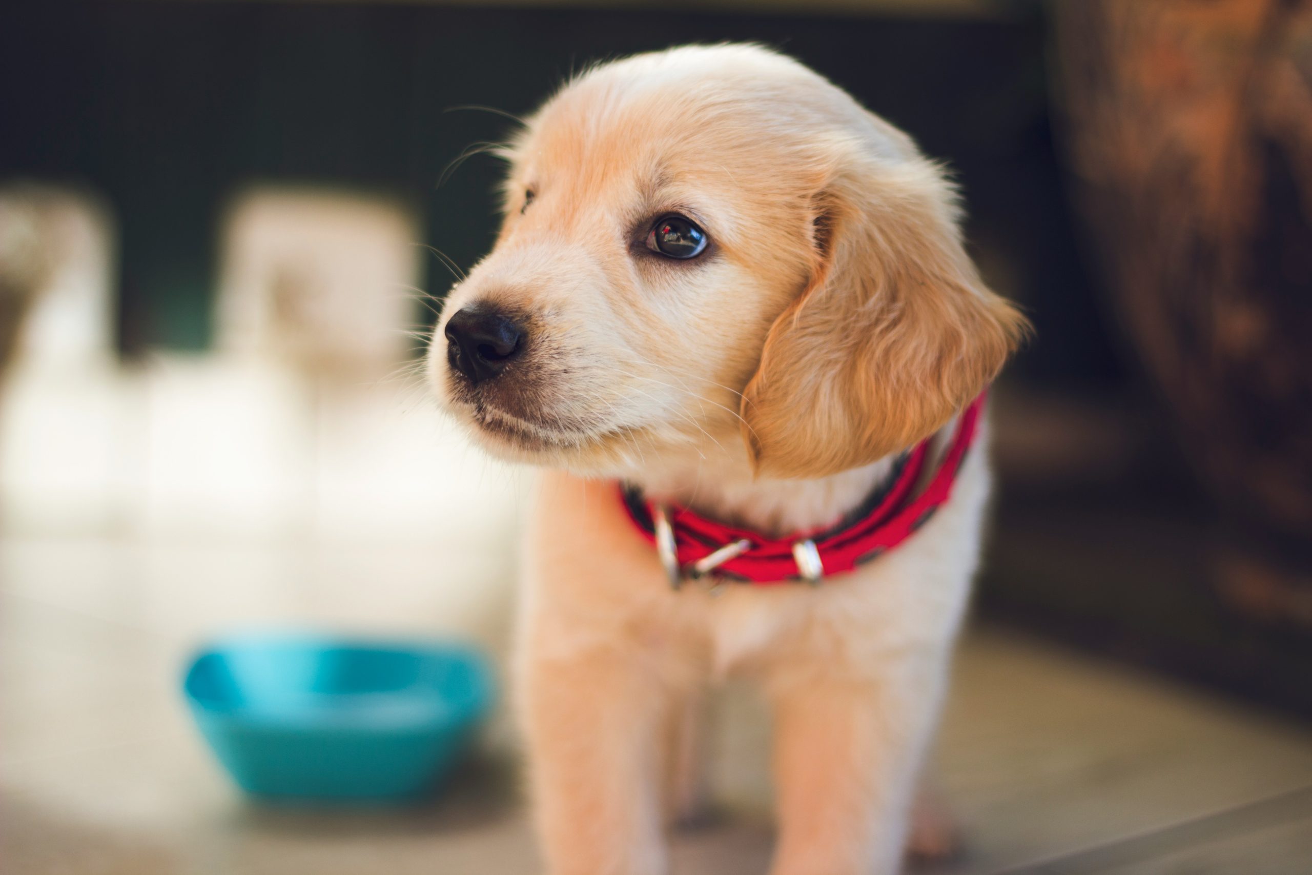 dog sitters Leicestershire