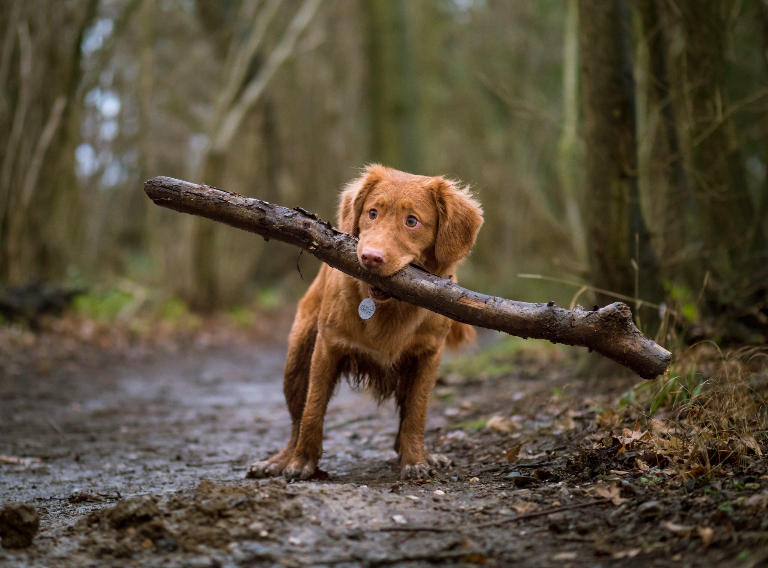 dog sitters Leicestershire
