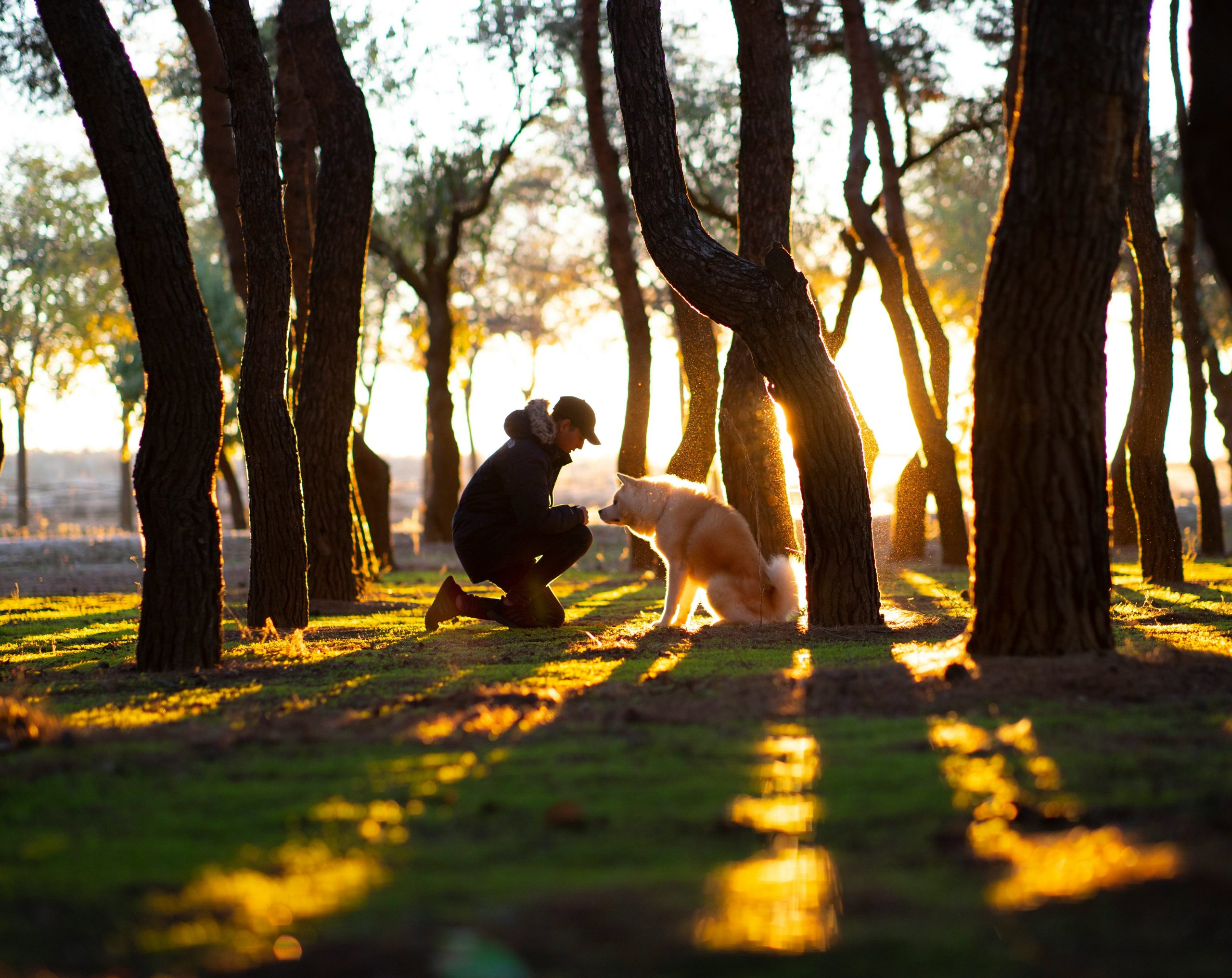 dog sitters Leicestershire